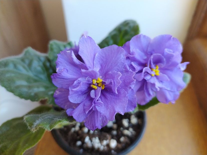 22 ianuarie 2022 - ZZZ_____RS Madeira sp