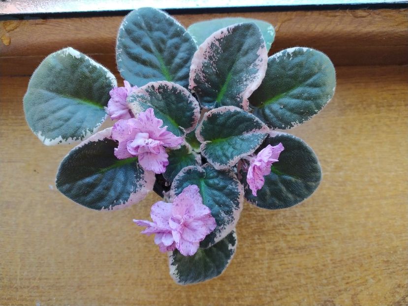 22 ianuarie 2022 - Buckeye Evermore Freckles