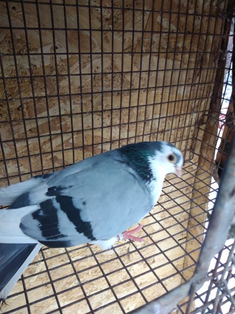 12726 mascul 2021 - Jucători de galați