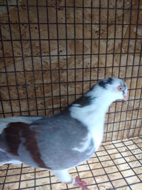 12457 mascul 2021 - Jucători de galați