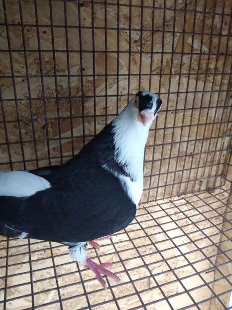 30 mascul 2019 - Jucători de galați