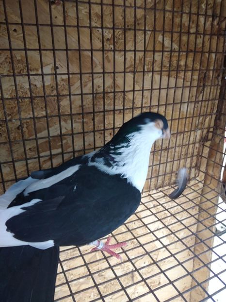 12509 mascul 2021 - Jucători de galați