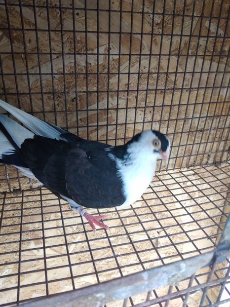 12691 mascul 2021 - Jucători de galați