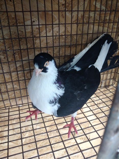 23096 mascul 2020 - Jucători de galați