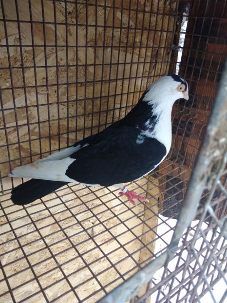 12222 mascul 2021 - Jucători de galați