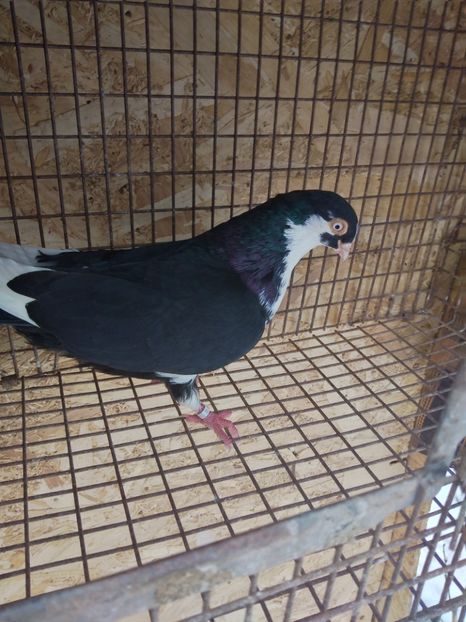 12403 mascul 2021 - Jucători de galați