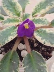 20 ian - ZZ Mac s Cameo Camelot sport