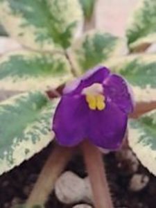 20 ian - ZZ Mac s Cameo Camelot sport