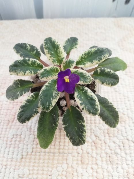 22 ian - ZZ Mac s Cameo Camelot sport