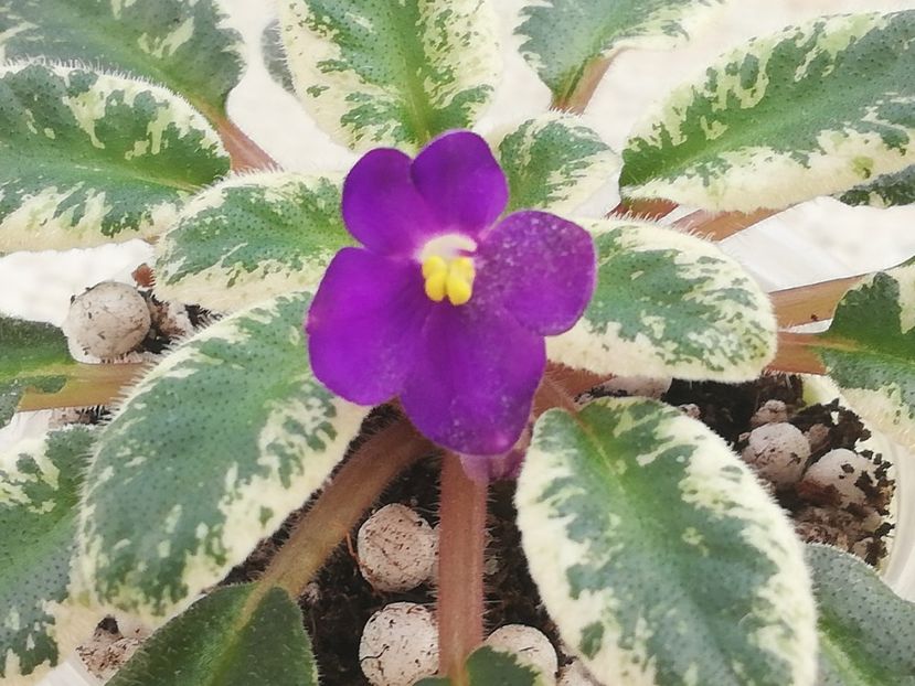 22 ian - ZZ Mac s Cameo Camelot sport