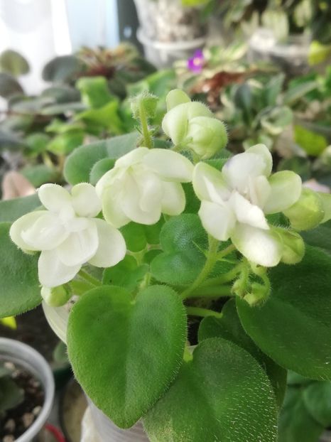 22 ian - RS Zimniy Tswetok