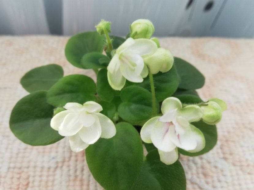 22 ian - RS Zimniy Tswetok