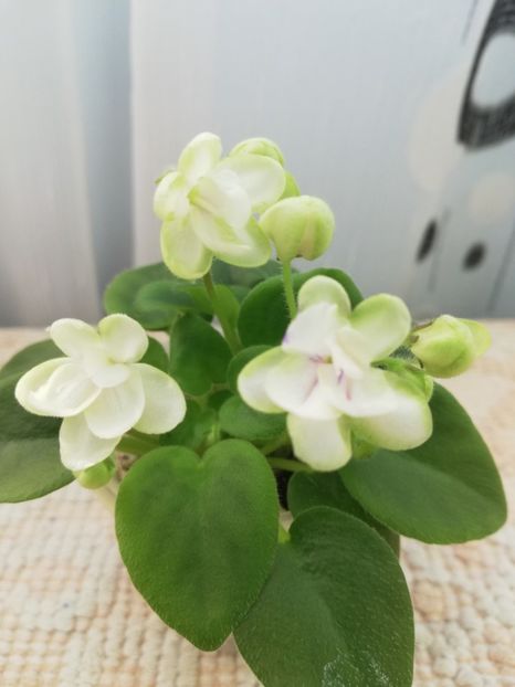 22 ian - RS Zimniy Tswetok