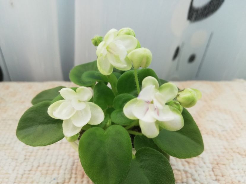 22 ian - RS Zimniy Tswetok