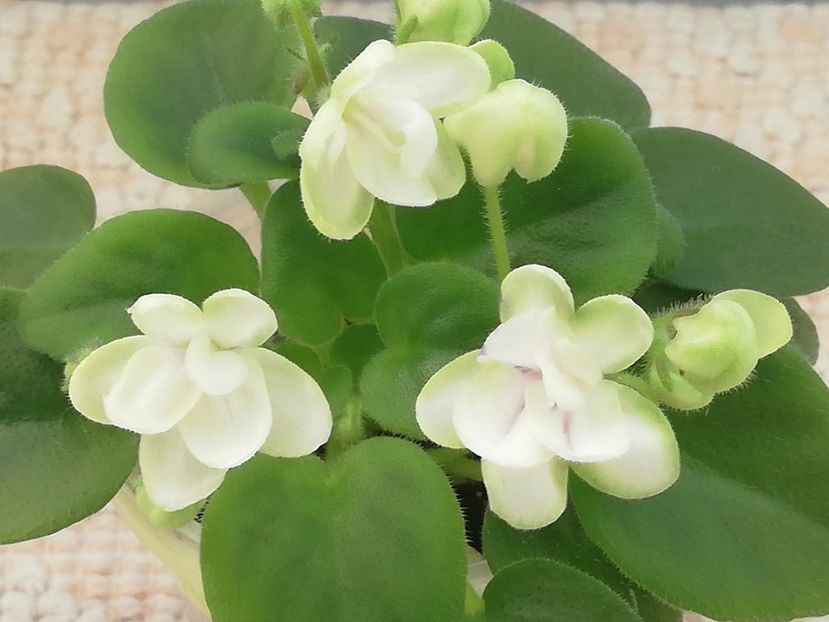 22 ian - RS Zimniy Tswetok