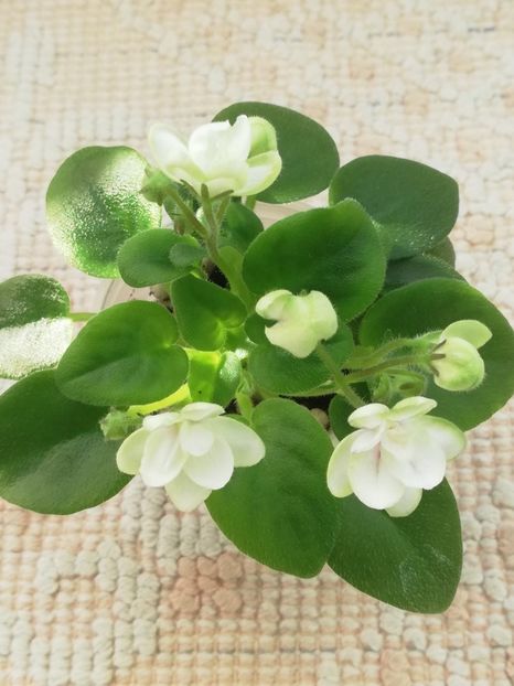 22 ian - RS Zimniy Tswetok