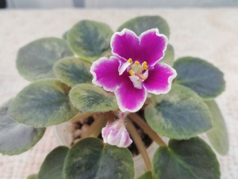 22 ian - NK Neznakomaya Zvezda