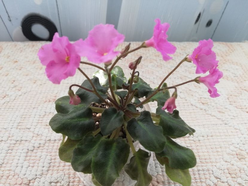 22 ian - Imp s Fortuitous Fancy