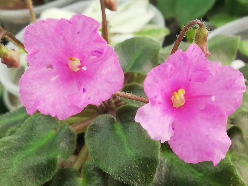 22 ian - Imp s Fortuitous Fancy