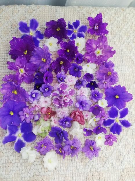 8 ian - A Violete Africane