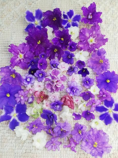 8 ian - A Violete Africane