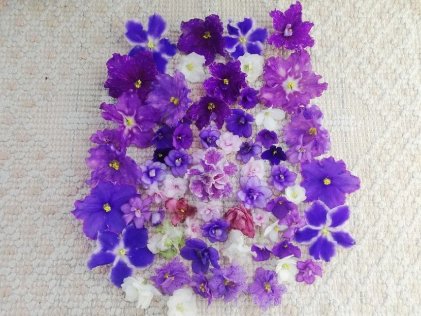 8 ian - A Violete Africane