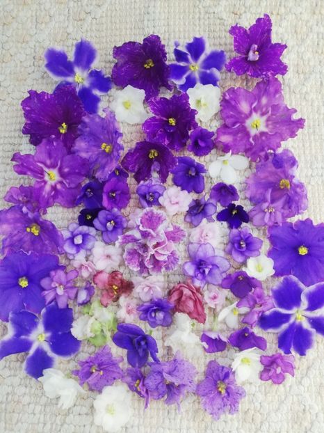 8 ian - A Violete Africane