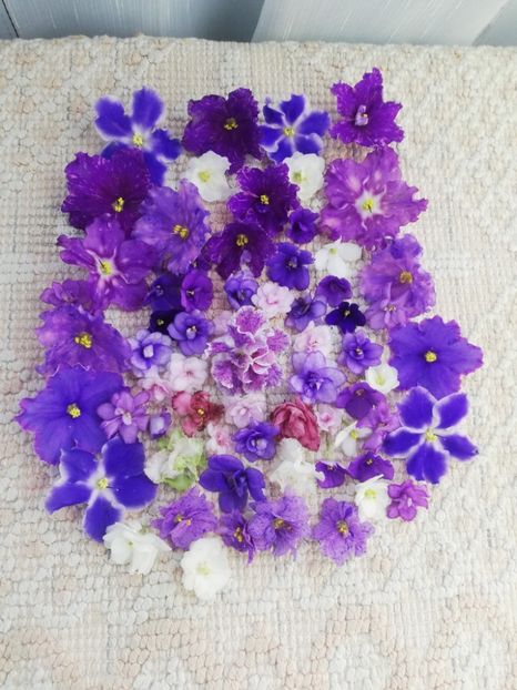 8 ian - A Violete Africane