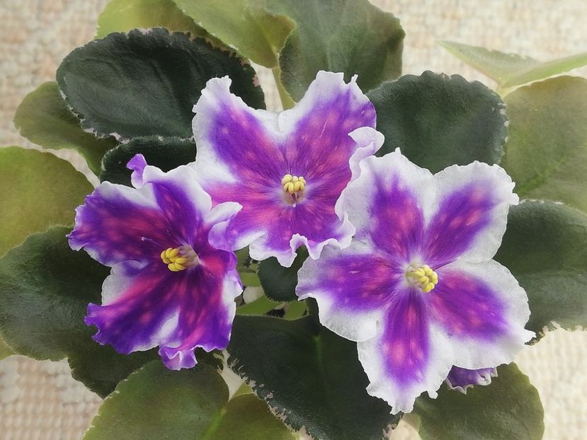 8 ian - VaT Tsar Goroh