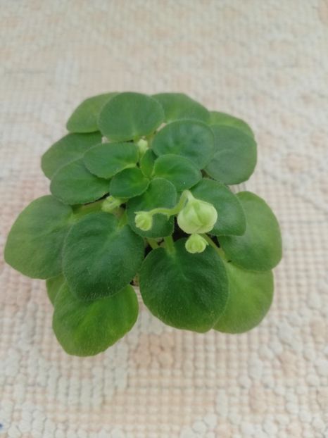 22 ian - Mac s Whazzaat