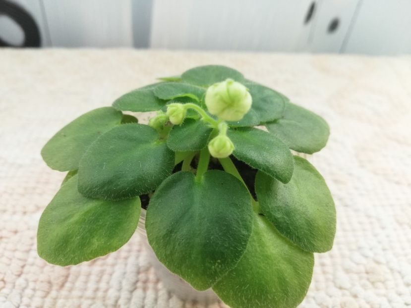 22 ian - Mac s Whazzaat