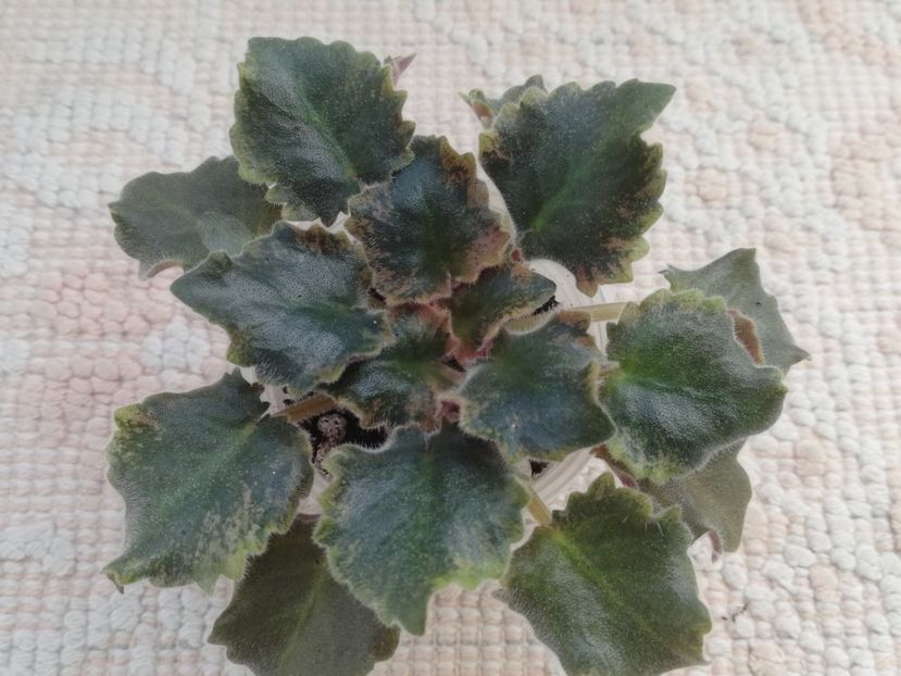 22 ian - NK Dusha Moya