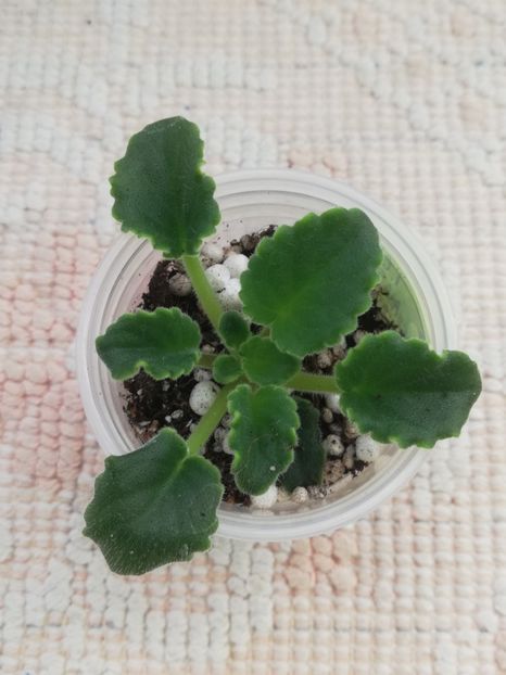 22 ian - F Yarkaya Fantasiya