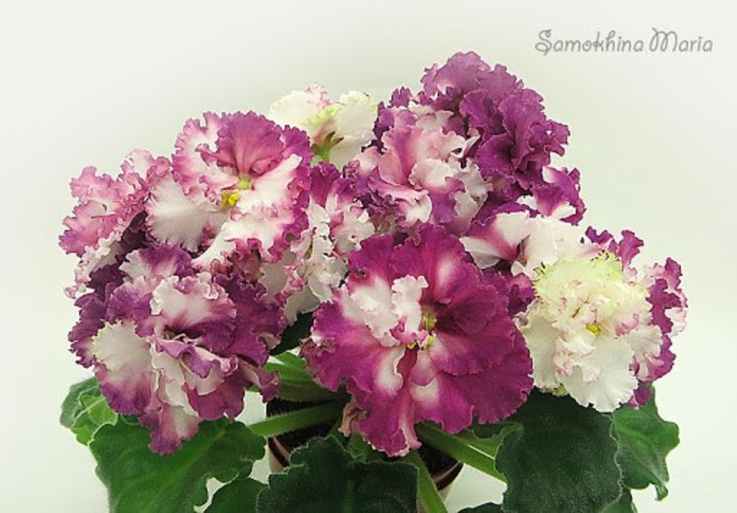 AV-Liubimaya Igrushka - AV Liubimaya Igrushka