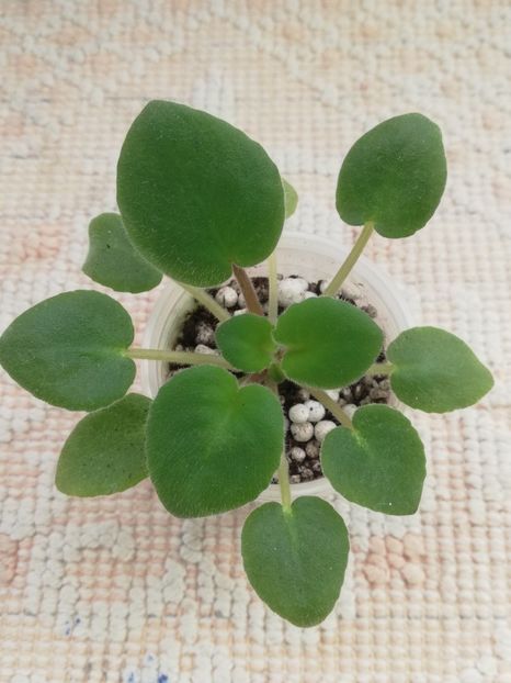 22 ian - DN November Rain