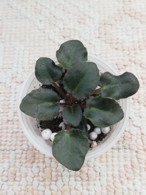 22 ian - Imp s Kyanite Sparkle