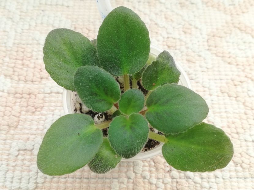 22 ian - ZZ DS Volshebniy Button