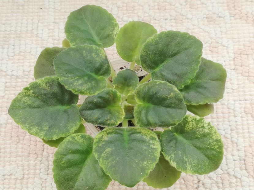 22 ian - LE Zoryanka