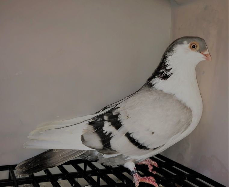 8750  femelă  2020 - Jucători de galați