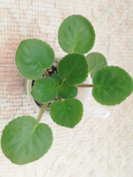 22 ian - Mac s Shining Shadow