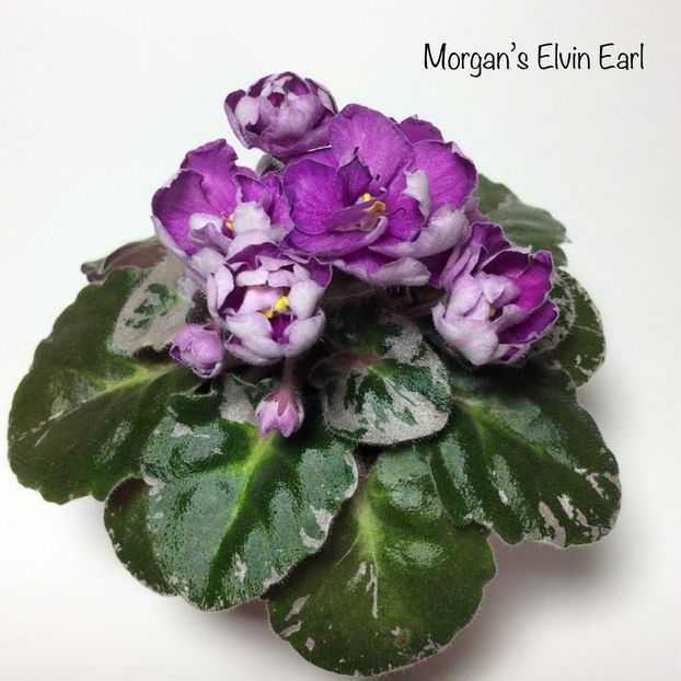 Morgan's Elvin Earl - Morgan s Elvin Earl