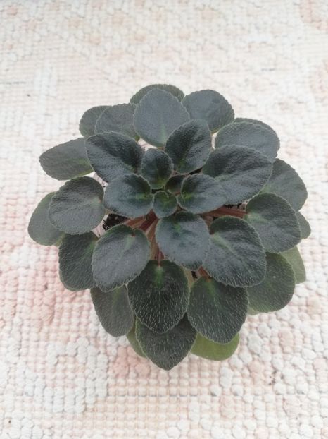 22 ian - Honey Blue Ace