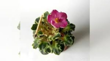 Strawberry Girl - Strawberry Girl