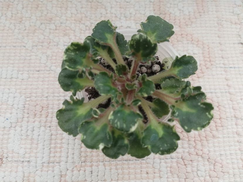 22 ian - Strawberry Girl