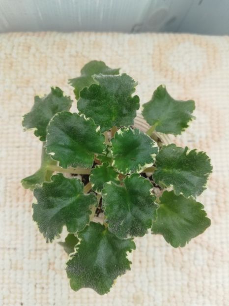 22 ian - VaT Zvezdochet