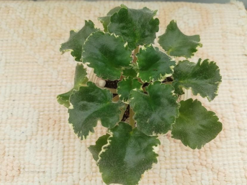 22 ian - VaT Zvezdochet