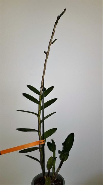  - Epidendrum