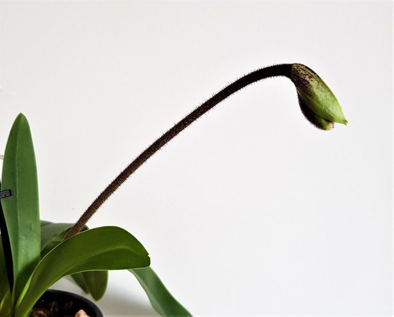  - Paphiopedilum