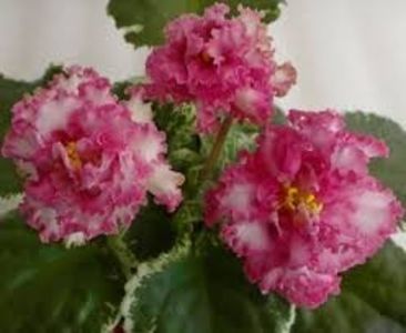 LE Angelina - LE Angelina