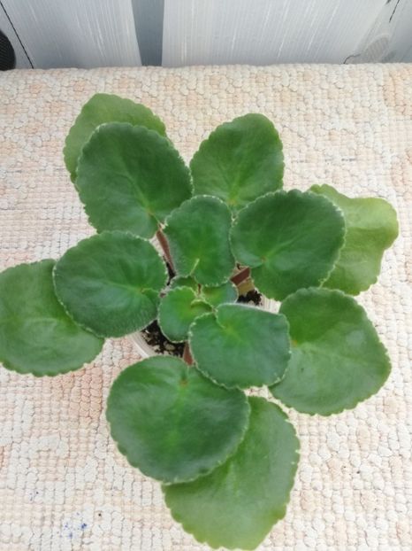 22 ian - LE Angelina